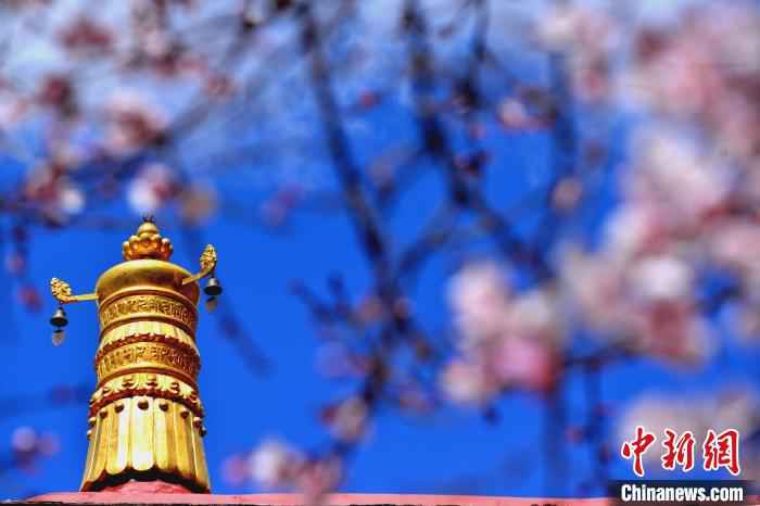  绝美四月 西藏拉萨古寺桃花盛开